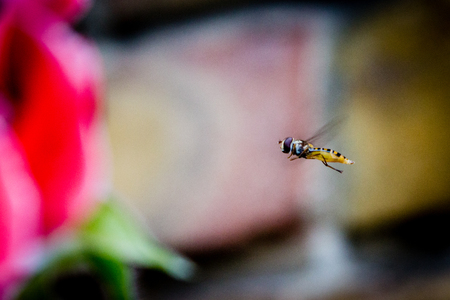 Hornetの写真素材