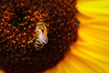 I Bee on Sunflowerの写真素材