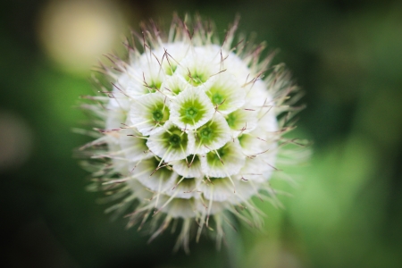 Eryngium paniculatumの写真素材