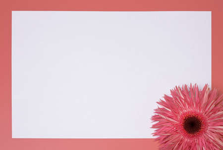 Flower on the pink background, with white paper sheet. Free space for text.の写真素材