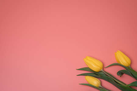 Yellow tulips on the pink background, with free space for text.の写真素材