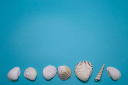 Sea shells on the blue background, with free space for text.の写真素材