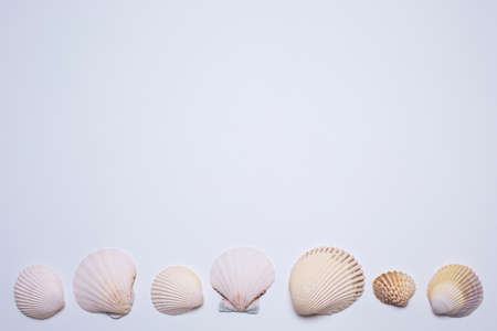 Sea shells on the white background, with free space for text.の写真素材