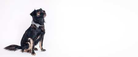 Cute dog on the white background, isolated. Banner, background with a dog. Free space for text, copy spaceの写真素材