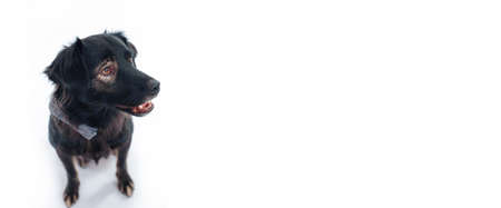 Cute dog on the white background, isolated. Banner, background with a dog. Free space for text, copy...