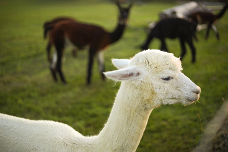 White alpaca at farm, sunset lights. Farm, coutrylife. Closeup view.の写真素材