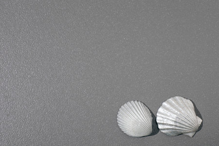 Gray rough background with silver seashells. Free space for text, copy space.