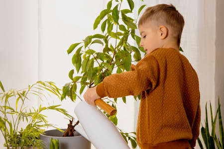 Adorable, cute boy caring of indoor plants at home. A little helper in the household, leisure activity. Child watering plants. Home gardening concept. Cozy room, earth colors. Casual clothing.の写真素材