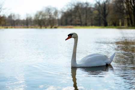 White swan in the wild. A beautiful swan swimming in the lake. Blue water, sunny weather, beauty of...