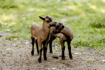 Two little, cute baby goats on field. Farming outdoor. Animals of farm. Sunny evening, amazing weather.の写真素材