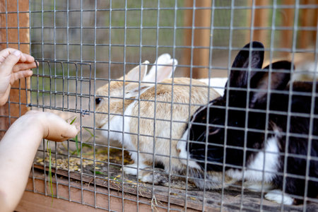 Cute rabbits on animal farm in rabbit-hutch. Bunny in cage on natural eco farm. Animal livestock and ecological farming. Child feeding a pet rabbit through the gap in the cage.の写真素材