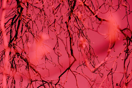 Viva Magenta - color of the year 2023. Trendy color sample. Toned background with copy space.の写真素材