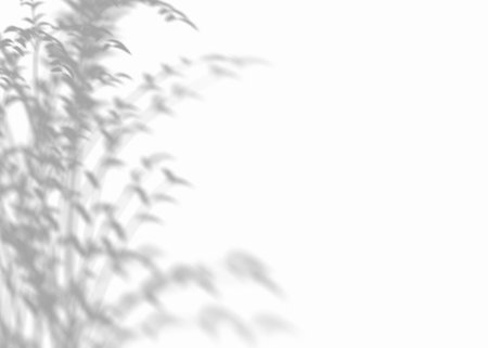 Shadow from plants, leaves, overlay effect. Realistic gray shadow on white background. Applicable...