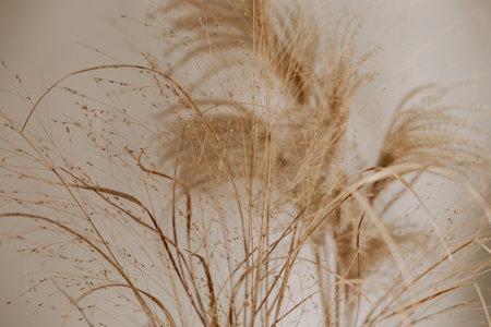 Natural background with pampas grass. Dried soft plants, Cortaderia selloana. Dry grass, boho style. Pastel colors.の写真素材