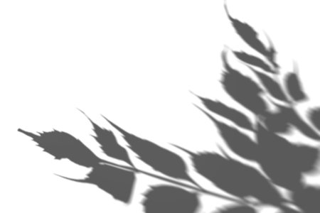 Shadow from plants, leaves, overlay effect. Realistic gray shadow on white background. Applicable...