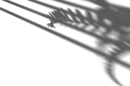 Shadow from window blinds and fern plant, overlay effect. Realistic gray shadow on white background. Applicable for product presentation, photos, backdrop. Sun light, rays. 3D renderingの写真素材