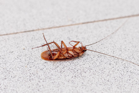 A close-up image of a dead cockroach lying on its back, showcasing its detailed anatomy and the...