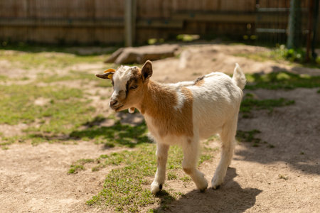 A playful young goat wanders through a sunlit farmyard, its soft fur glistening in the afternoon sun.の写真素材