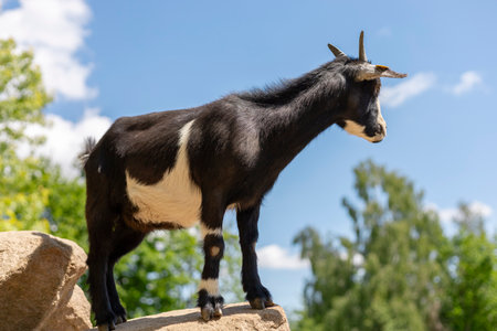A black goat with white markings stands confidently on a rock, gazing towards the horizon. Surrounding it is vibrant greenery and a bright blue sky, indicating a pleasant, sunny dayの写真素材