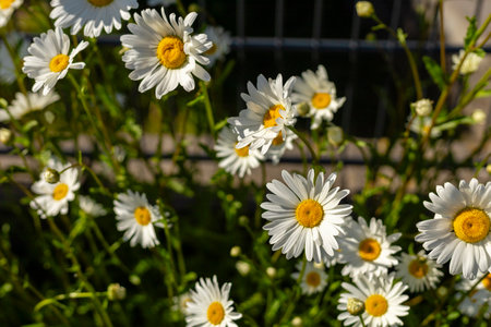 A group of white daisy flowers with yellow centers are blooming under bright sunlight. The vibrant...