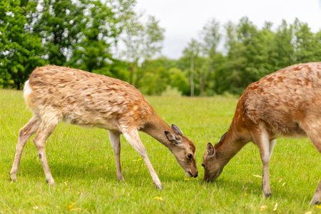 Two deer are foraging in a vibrant green meadow under a bright sky. The animals are focused on the...