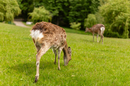 Two deer are peacefully grazing on vibrant green grass in a serene park. Tall trees create a natural backdrop, enhancing the tranquility of the warm dayの写真素材