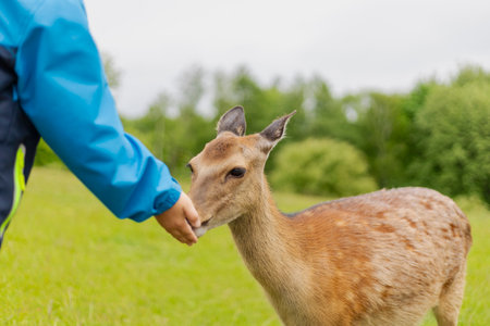 A deer gently approaches a persons extended hand for food in a lush green field. The sky appears...