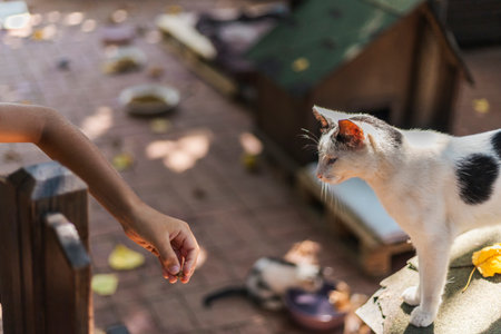 A cat curiously approaches a person reaching out with an open hand, in a cozy outdoor space filled...
