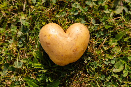 A unique heart-shaped potato is placed on lush green grass under bright sunshine. This natural formation showcases the charm of everyday produce in a simple outdoor sceneの写真素材