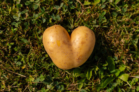 A heart-shaped potato sits on lush green grass in a garden. The sunlight highlights its golden hue, creating a charming, playful scene. Natures surprise is both quirky and delightfulの写真素材