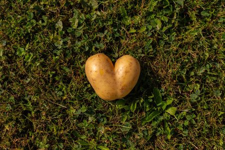 A unique heart-shaped potato lies on a bed of lush green grass in a garden. The sunlight illuminates its smooth surface, creating a charming and quirky sightの写真素材