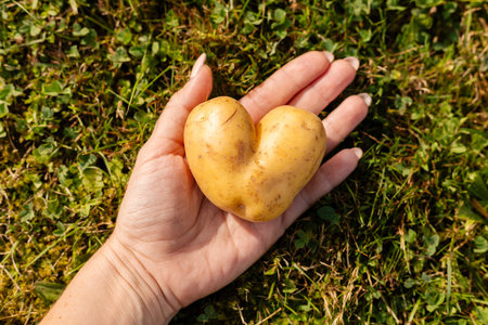 A hand holds a distinctive potato shaped like a heart. The background features lush green grass, emphasizing the potatos charm in a natural settingの写真素材