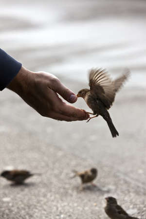 Bird feeding hand with wonderful available light after some rainの写真素材