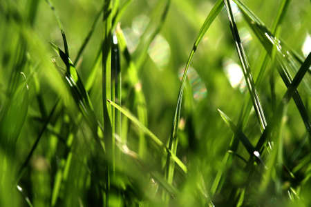 Macro Closeup of some sunny blades of grass の写真素材