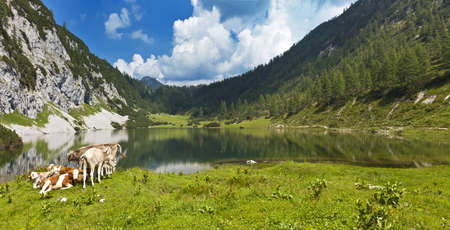 Idyllic pasture in the mountains with a small group of cows relaxing at a lake  Lake Schwarzensee-Tauplitz-Austria の写真素材
