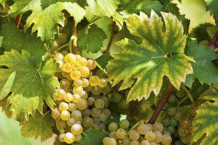 White grapes in sunlight with vineyard backgroundの写真素材