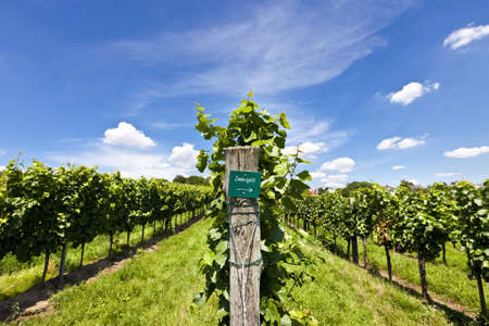 Vineyard of Zweigelt grapeの写真素材