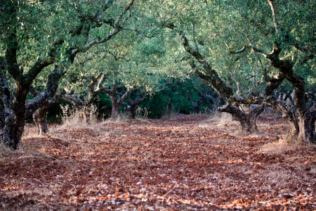Olivegroveの写真素材