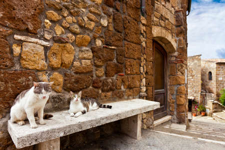 Two cats in a tuscany typical street relaxing on a benchの写真素材