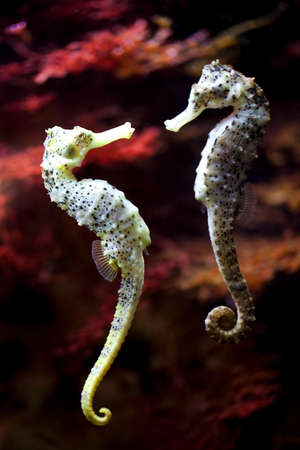 Long-snouted seahorse in loveの写真素材
