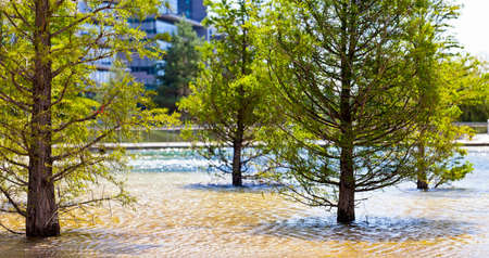 Some beautiful trees standing in a little lake in urban surroundingの写真素材