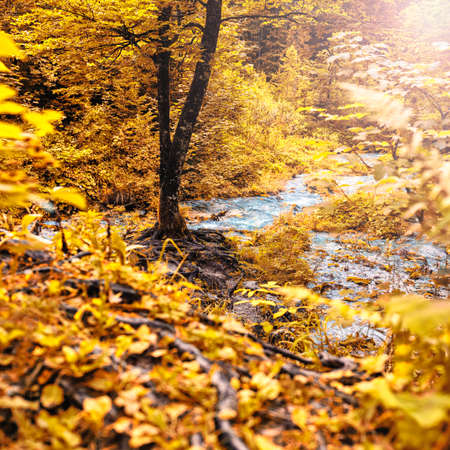 Autumn forest with tree at a water springの写真素材