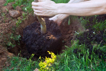 Closeup of hands planting young tree in soil - saving the nature.の写真素材