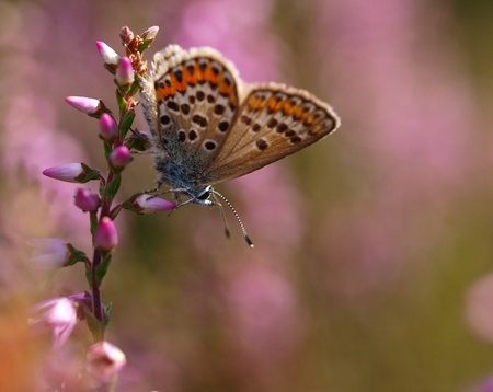 small butterfly (plebeius argus) is resting on heathの写真素材