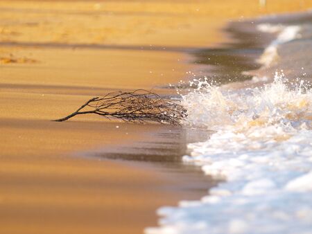 the breaking surf on a golden sand beach is about to cover driftwoodの写真素材