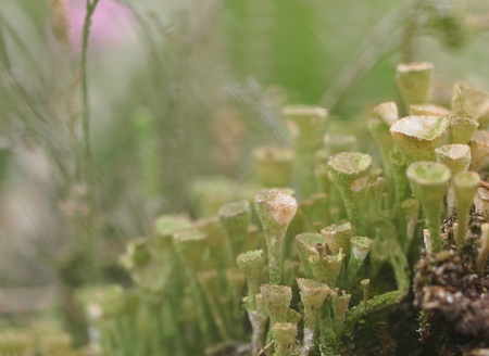 Cladonia with blurred grass in the backgroundの写真素材