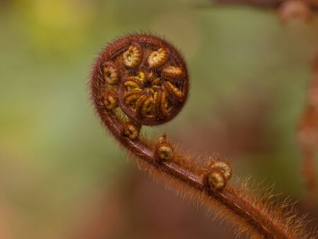 fern frond close up in forestの写真素材