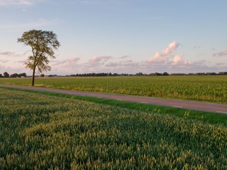 grainfields, tree and road during sunsetの写真素材