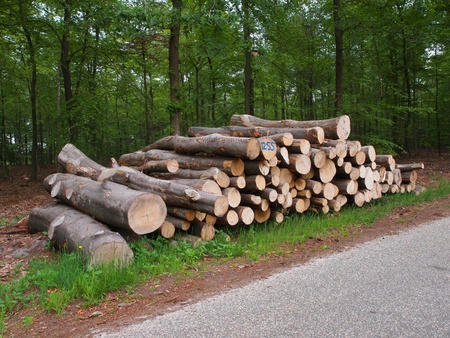 newly felled timber on the side of the roadの写真素材