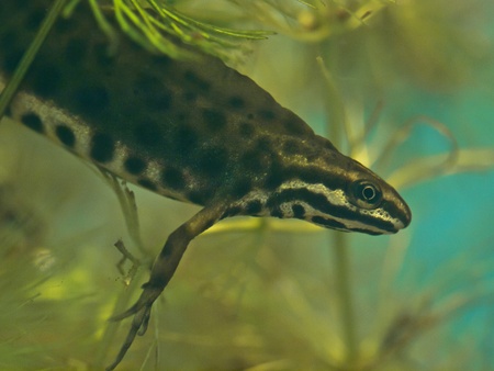 newt submersed in waterの写真素材